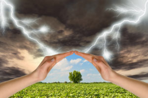 Two hands preserve a green tree against a thunder-storm. Concept of preservation of the nature